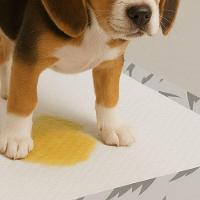 Kit 30 Tapetes Higiênicos Ultra Absorventes 80x60cm Para Cães Grandes - Conforto E Praticidade! - 8