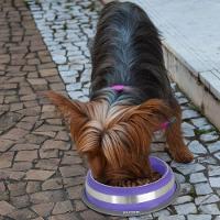 Comedouro Elegante Inox Roxo 850ml Com Base Antiderrapante Para Pets - 2