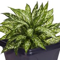 Vaso Quadrado 16,5 L De Plástico Preto Para Plantas E Decoração - 7