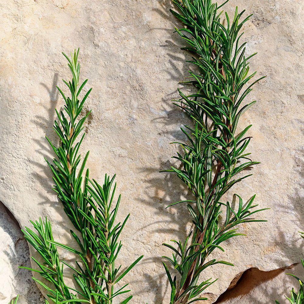 Dolce & Gabbana Light Blue Pour Homme Eau De Toilette - Perfume Masculino 200ml - 7