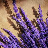 Dolce & Gabbana Devotion Pour Homme Parfum - Perfume Masculino 100ml