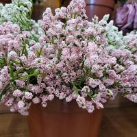 Buquê Flor Mosquitinho Rosa 30cm - Mc Flores - 2