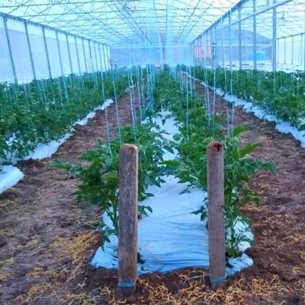 Lona Para Estufa Filme Difusor 10x30m 150 Micras Uv Dl - 2