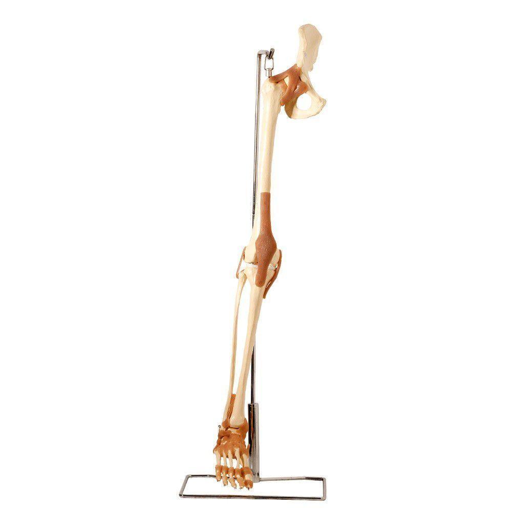 Esqueleto Perna Do Membro Inferior Articulações, Anatomia - 1