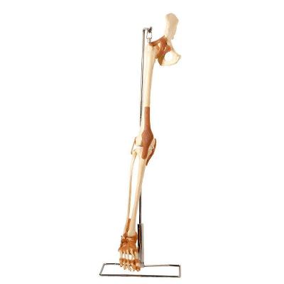 Esqueleto Perna Do Membro Inferior Articulações, Anatomia