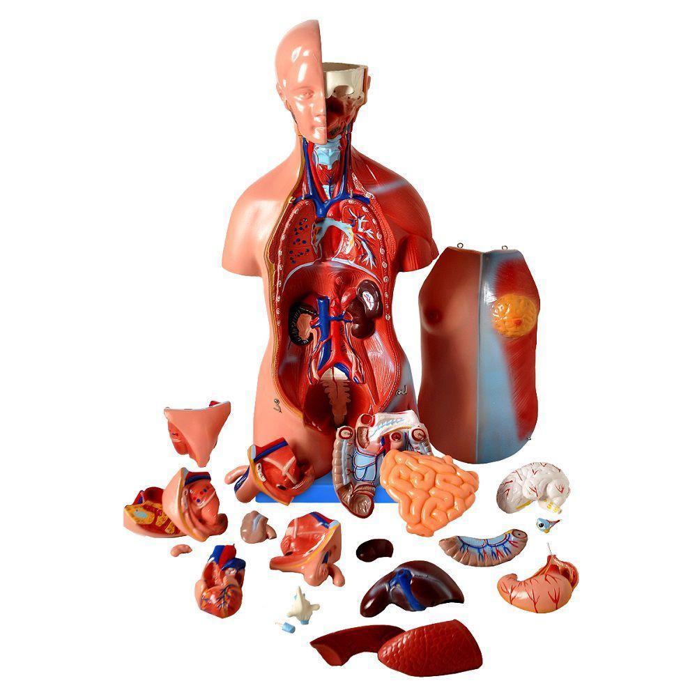 Torso Bissexual De 45cm Com Coluna Exposta, Em 25 Pts - 2