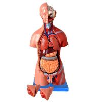Torso Bissexual De 45cm Com Coluna Exposta, Em 25 Pts - 1