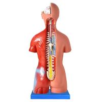 Torso Bissexual De 45cm Com Coluna Exposta, Em 25 Pts - 3