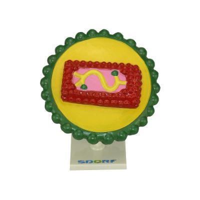 Modelo de Vírus HIV em PVC Sdorf