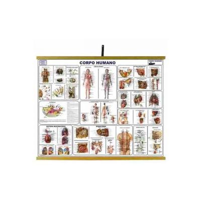 Mapas Educativos Corpo Humano 900x1200mm