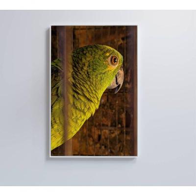 Quadro Papagaio 60x90 Cm Vidro Impresso