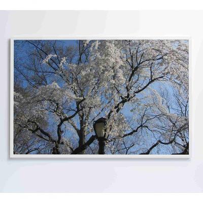 Quadro árvore Cerejeira 60x40 Cm Vidro Impresso