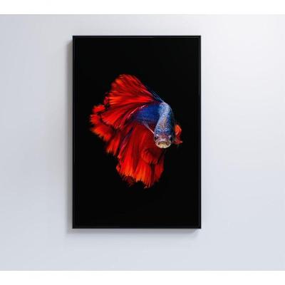 Quadro Peixe Beta Azul E Vermelho 80x120 Cm Vidro Impresso