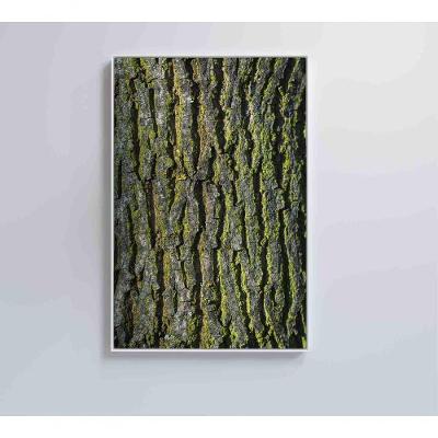 Quadro Tronco árvore 60x90 Cm Vidro Impresso