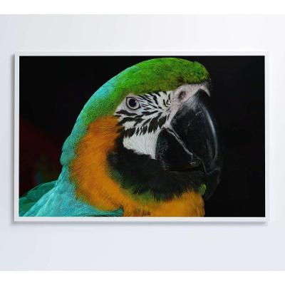 Quadro Arara Verde 90x60 Cm Vidro Impresso