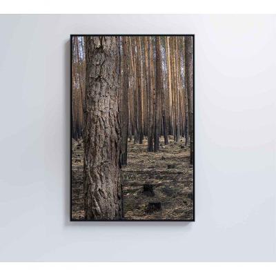 Quadro Eucaliptos 2 60x90 Cm Adesivo Fotográfico