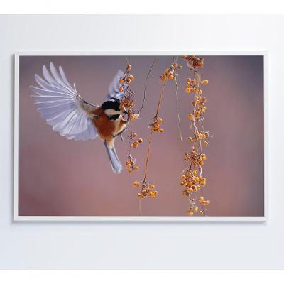 Quadro Beija Flor 120x80 Cm Tecido Canvas