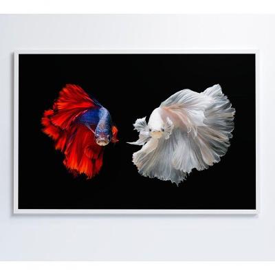 Quadro Peixes Beta 90x60 Cm Tecido Canvas