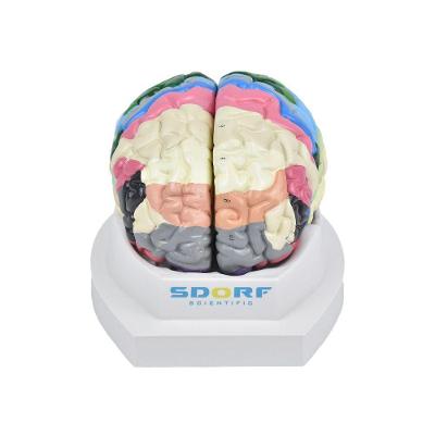 Cérebro Neuro-Anatômico Colorido em 2 Partes
