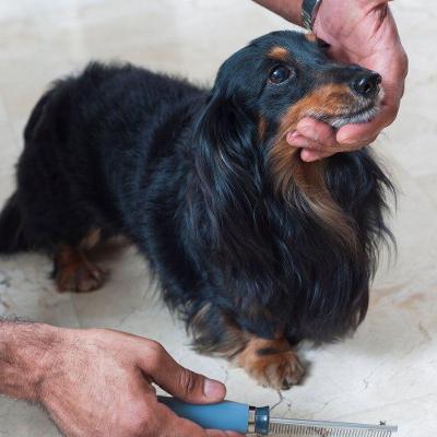 Pente Fino Cabo Gel Para Pelos Pet 40 Dentes - Germanhart