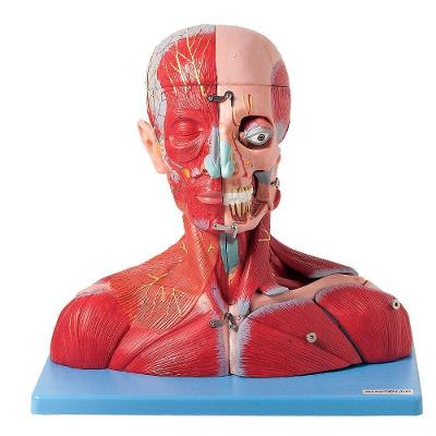 Cabeça e Pescoço Musculoso Vasos Nervos e Cérebro 19 Partes
