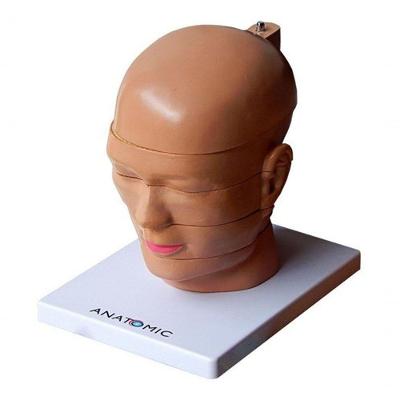 Cabeça Humana em Disco Corte Axial em 5 Partes