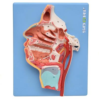 Nervos e Vasos Sanguíneos da Face Modelo Anatomia