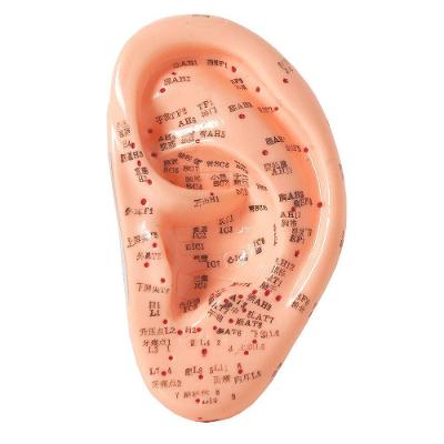 Modelo de Acupuntura da Orelha de 13cm