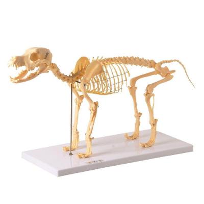 Esqueleto De Cachorro Em Resina