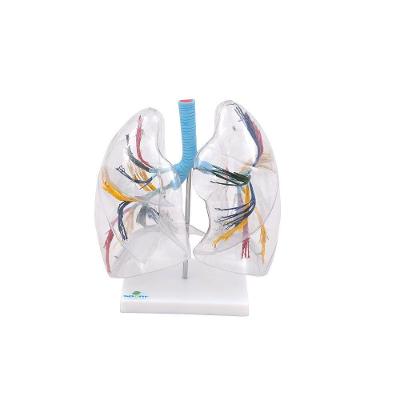 Pulmão Humano Transparente Anatomia