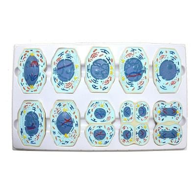 Meiose Conjunto com 10 Peças Anatomic