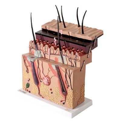 Corte de Pele Ampliado em Camadas Anatomia