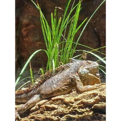 Quebra-cabeças Inclusivos 60 Peças Lagarto com Estímulo à Memória, Relaxamento, Verde, Coleção Tea