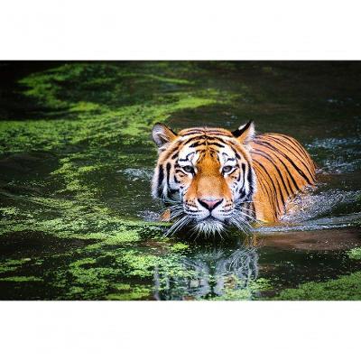 Quebra-cabeça Felinos de 500 Peças MDF Belo Tigre Indicado para Idosos Exercita Memória Coleção Tea
