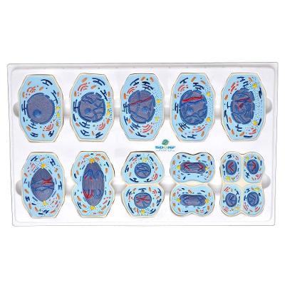 Meiose em 10 Fases Anatomia Sdorf