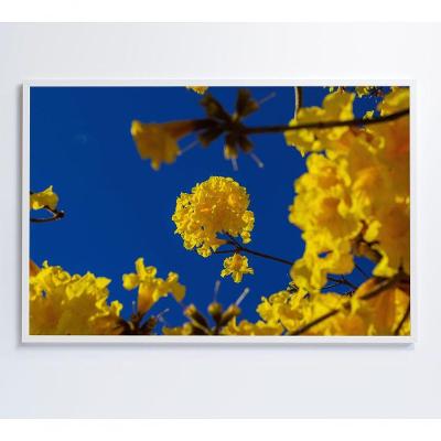 Quadro Decorativo Ipê Amarelo Céu Azul 60x90CM Vidro Acrílico Decor & Quadros