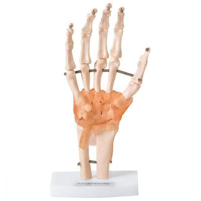 Articulação Da Mão Com Ligamentos