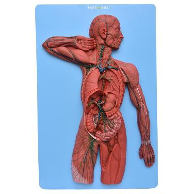 Sistema Linfático em Prancha Modelo Anatomia