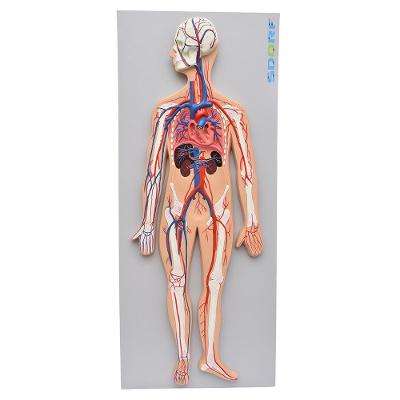 Sistema Circulatório Sanguíneo em Prancha Anatomia