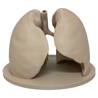 Pulmão Humano Anatomia 3D Médico com Representação Realista para Estudo e Decoração