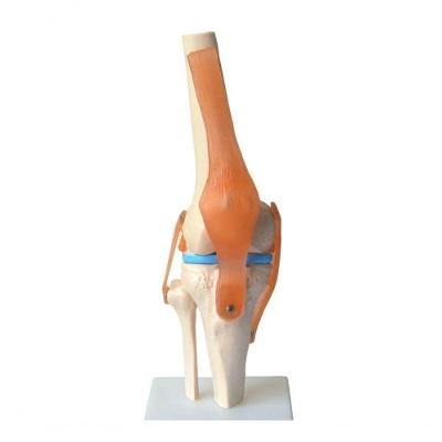 Articulação do Joelho DS Artefatos DS-A111 com Ligamentos para Estudo e Demonstração 33CM