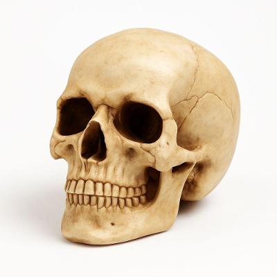 Enfeite Decorativo Cabeça Crânio Caveira Realista Alta Fidelidade Anatômica Resina Bege Negócio
