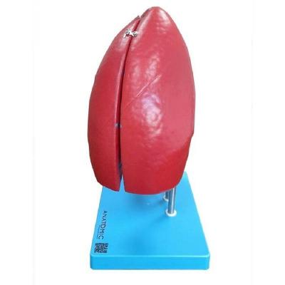 Modelo Anatômico Anatomic TGD-0319-P Pulmão Dividido em 4 Partes com Veias Artérias e Brônquios