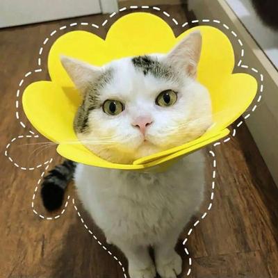 Colar Elisabetano Leva Pro Pet SU-ZABE2 Gato Cachorro Pequeno Porte Amarelo 20G