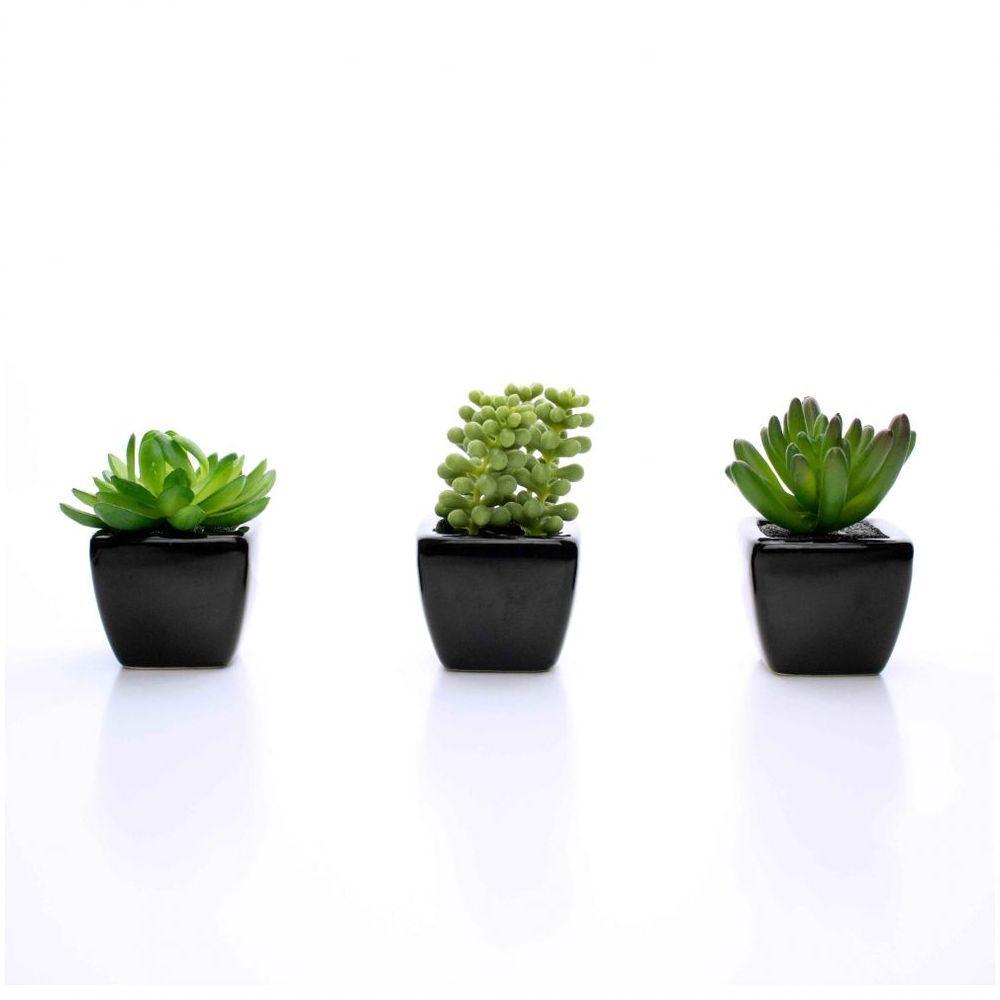 Kit 06 Suculentas Artificial Sortida Vaso Preto Unidades 6x6 Cm - 5