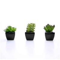 Kit 06 Suculentas Artificial Sortida Vaso Preto Unidades 6x6 Cm - 5