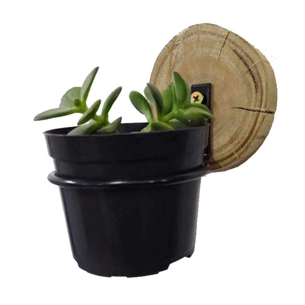 Suporte De Vaso P/ Suculentas 9cm + Bolacha De Madeira 3un - 1
