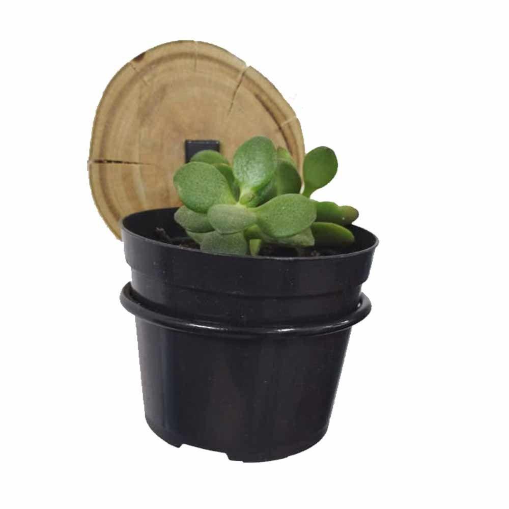 Suporte De Vaso P/ Suculentas 9cm + Bolacha De Madeira 3un - 5