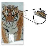 Kit 5 Placa Quadro Decorativo Quarto Sala Flores Vermelha Titulo Rosas Vermelhas - 3