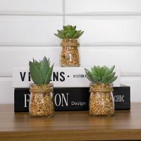 Vaso Com Suculenta Folha Alta Verde Escuro 10X7 Cm - Du0027Rossi - 4